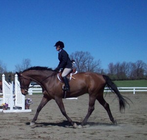 Hunter Under Saddle, Hunter Judge Canada, Hunter Judge USA, hunt Seat, Show Ring hunter, hunter jumper,