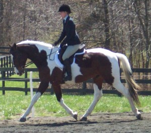 horse show, Hunter Judge Canada, Hunter Judge USA, Hunter Under Saddle, under saddle class, how to ride a hunter under saddle, win under saddle class, Laura Kelland-May