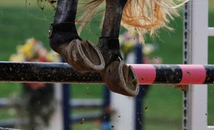 gymnastic jumping, jumping gridsWhat the judge is looking for, what is a knock down, hunter jumper, hunter judge, hunter judge Canada, Hunter judge USA, laura kelland-May