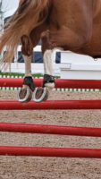 view of a horse's hind legs over a set of red jumping rails