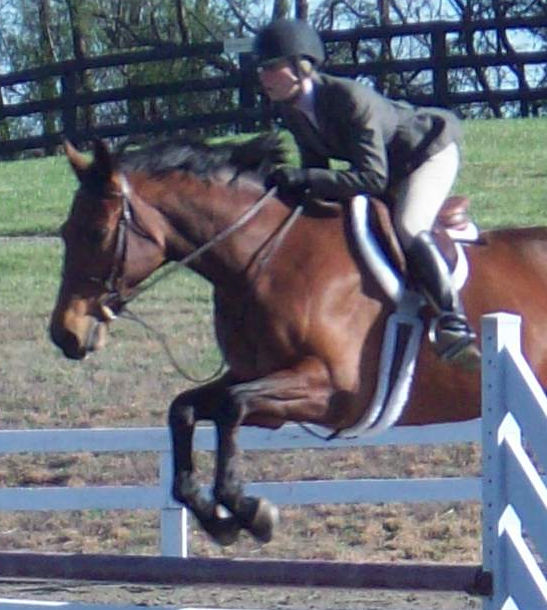 Show Ring hunter, what the judge is looking for, hunter judge, hunter judge canada, hunter judge usa, hunter jumper, correct strides between fences